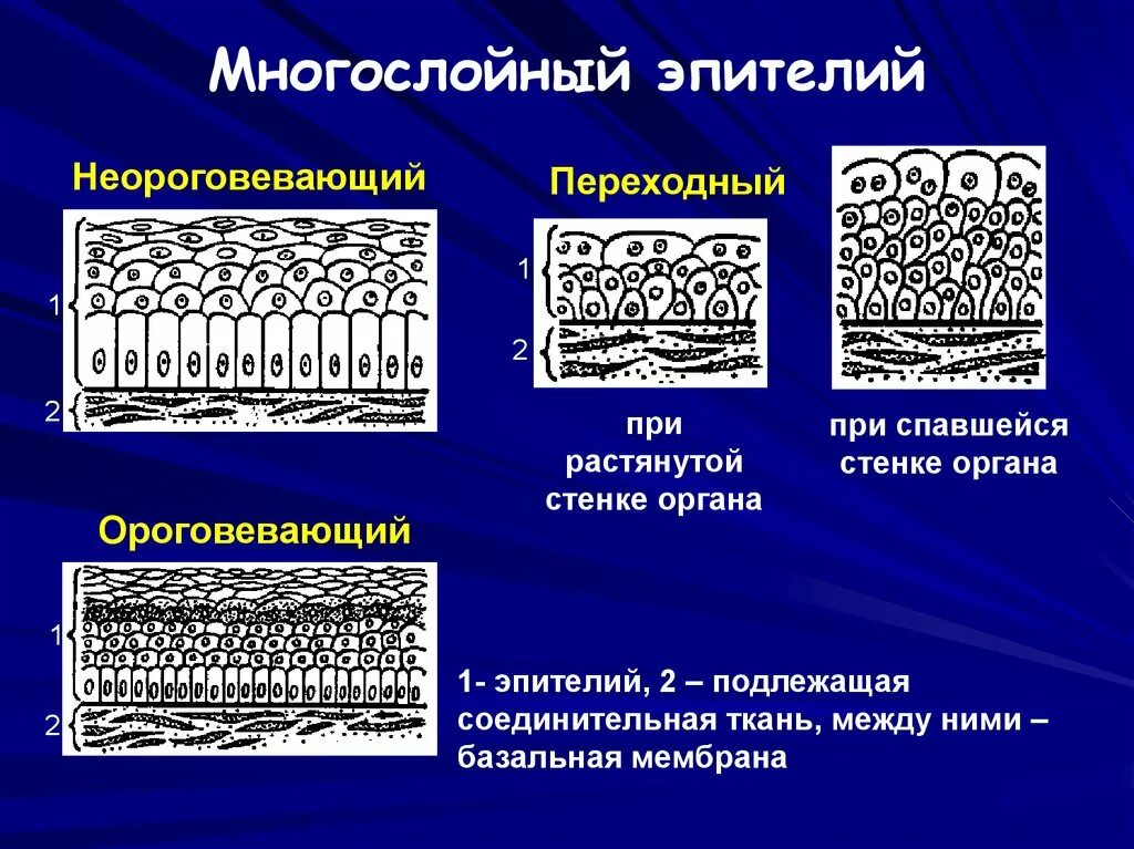 Многослойный неороговевающий эпителий слои. Переходный эпителий неороговевающий. Эпителиальная ткань многослойный ороговевающий. Переходный эпителий неороговевающий. Эпителиальная ткань переходный эпителий.