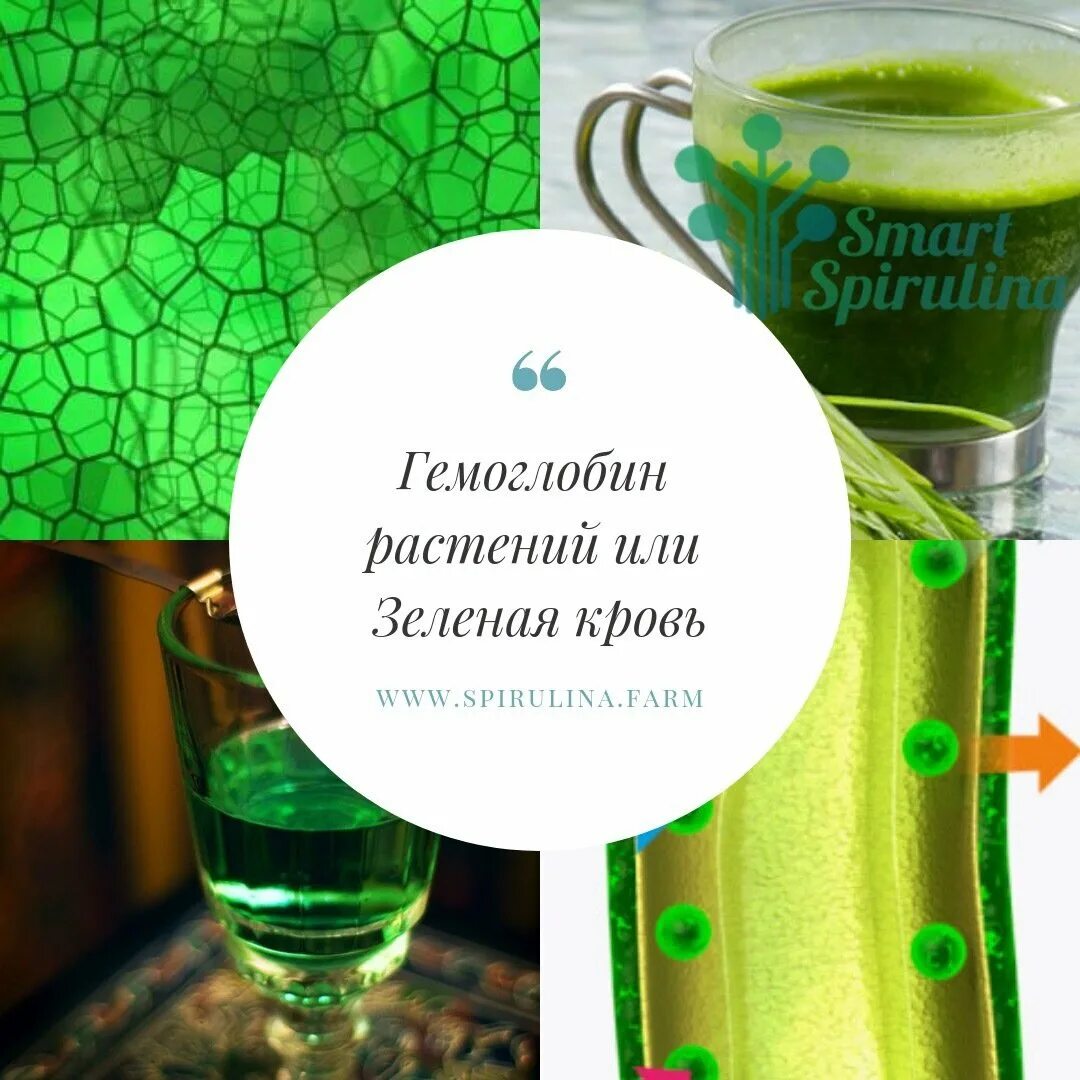 Как выделить хлорофилл из зеленых. Хлорофилл кровь растений. хлорофилл зеленый. хлорофилл и спирулина. хлорофилл в растениях.