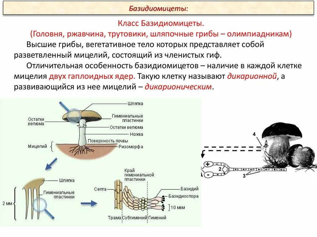 Шляпочные грибы относятся к классу высших грибов базидиомицетов. Плодовые тела базидиальных грибов. Шляпочные грибы базидиомицеты. Плодовое тело базидиомицетов. Вегетативный мицелий грибов