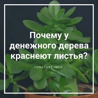 Денежное дерево краснеет