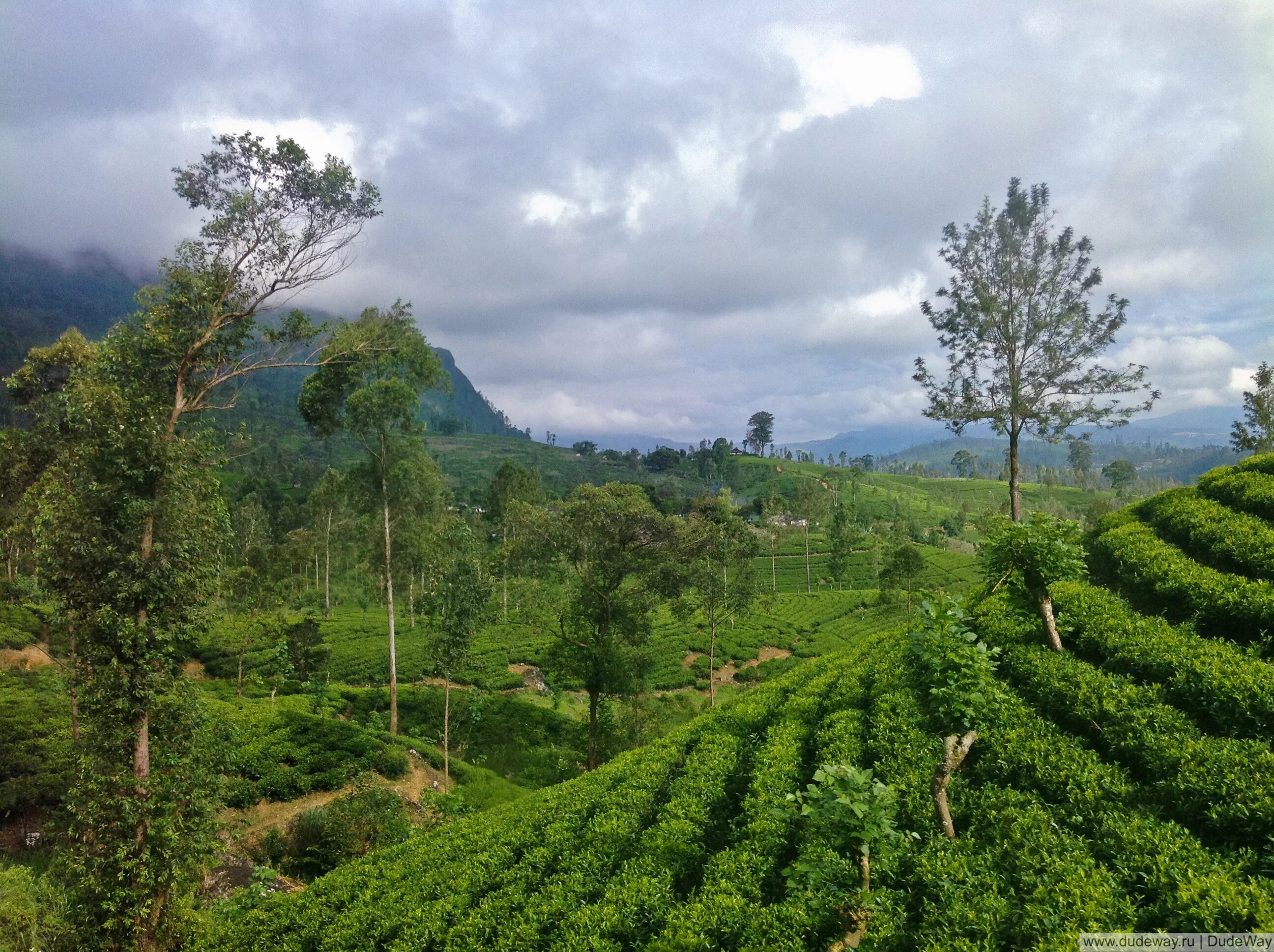 остров цейлон чайная плантация. чайные плантации цейлона. плантации чая остров цейлон. нувара элия. цейлон шри ланка чайные плантации.