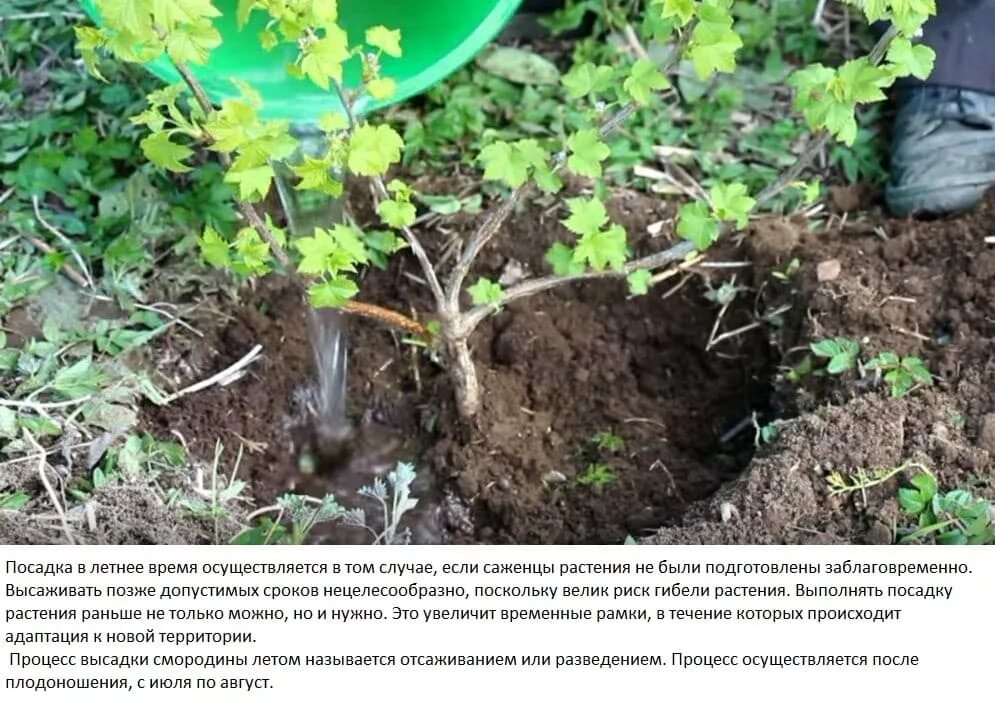 Смородина как сажать