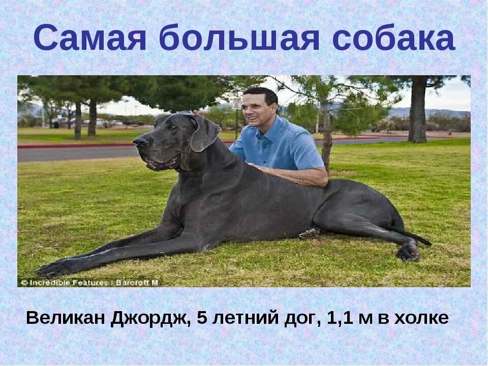 лигр геркулес рекорд. лигр геркулес. гигантский кролик. лигр гибрид. тигролев геркулес.