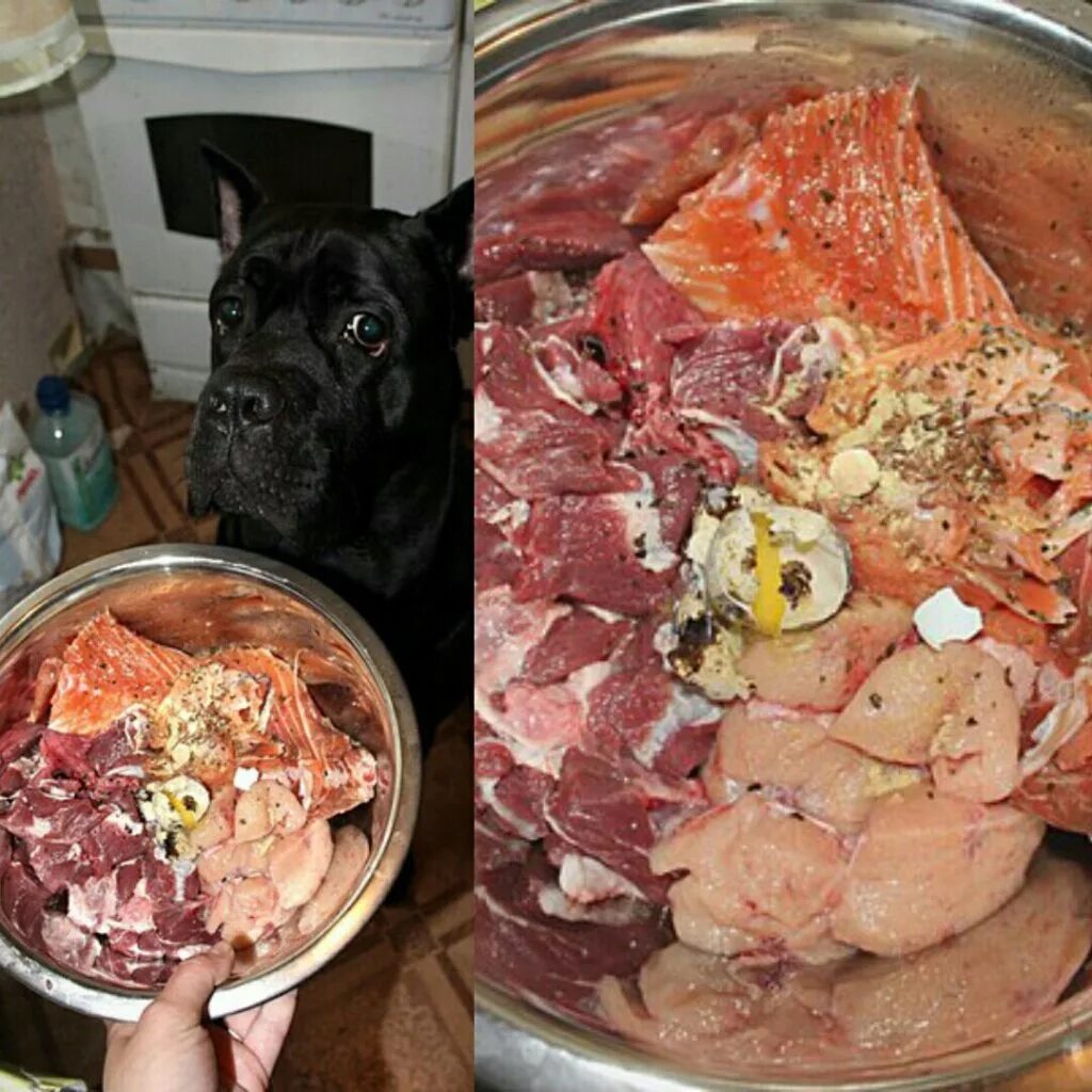 Дайте собакам мяса. Питание собак. Натуральное питание для собак. Рацион собаки. Натуралка для собак.