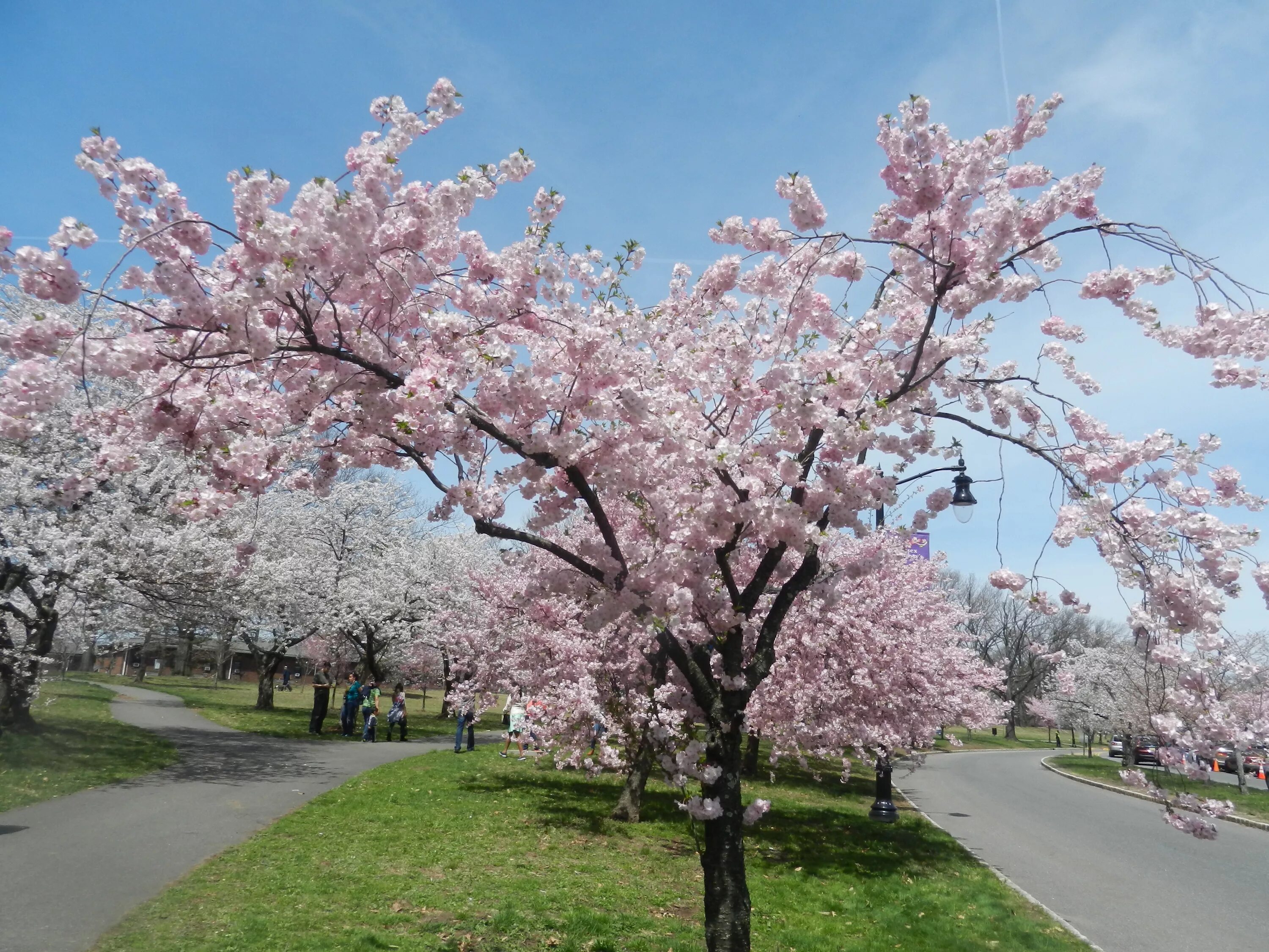 Big blossom. Сакура черри блоссом дерево. Япония Сакура. Черри блоссом дерево Ташкент. Пльзень Сакуры.