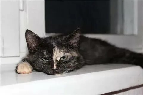 Кошка рвет ее что делать
