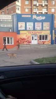 Днс юрга телефон