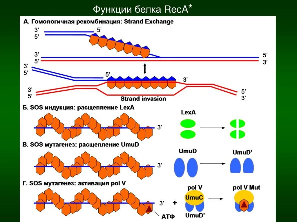 Белки наследственная функция. Функции белка reca. Гомологичные белки. Гомологичная рекомбинация ДНК. Гомологичная рекомбинация механизм.
