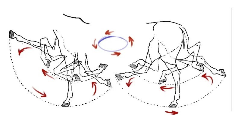 Лошадь в движении. Фазы движения лошади. Движение по дугам анимация. Раскадровка движения.