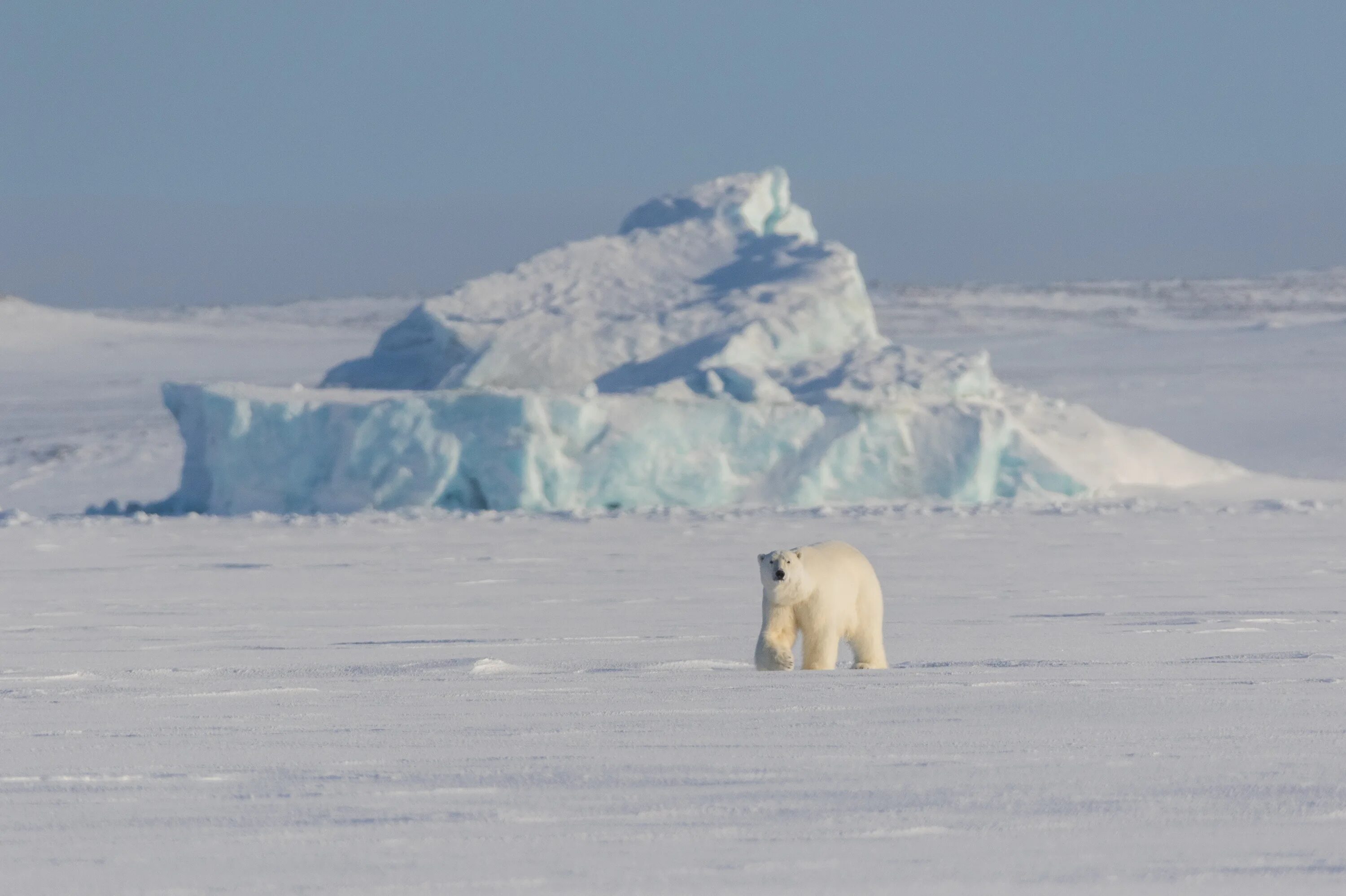 Карское море белый медведь. Белые медведи в Арктике. Белый медведь НАО. Полярный медведь фото.