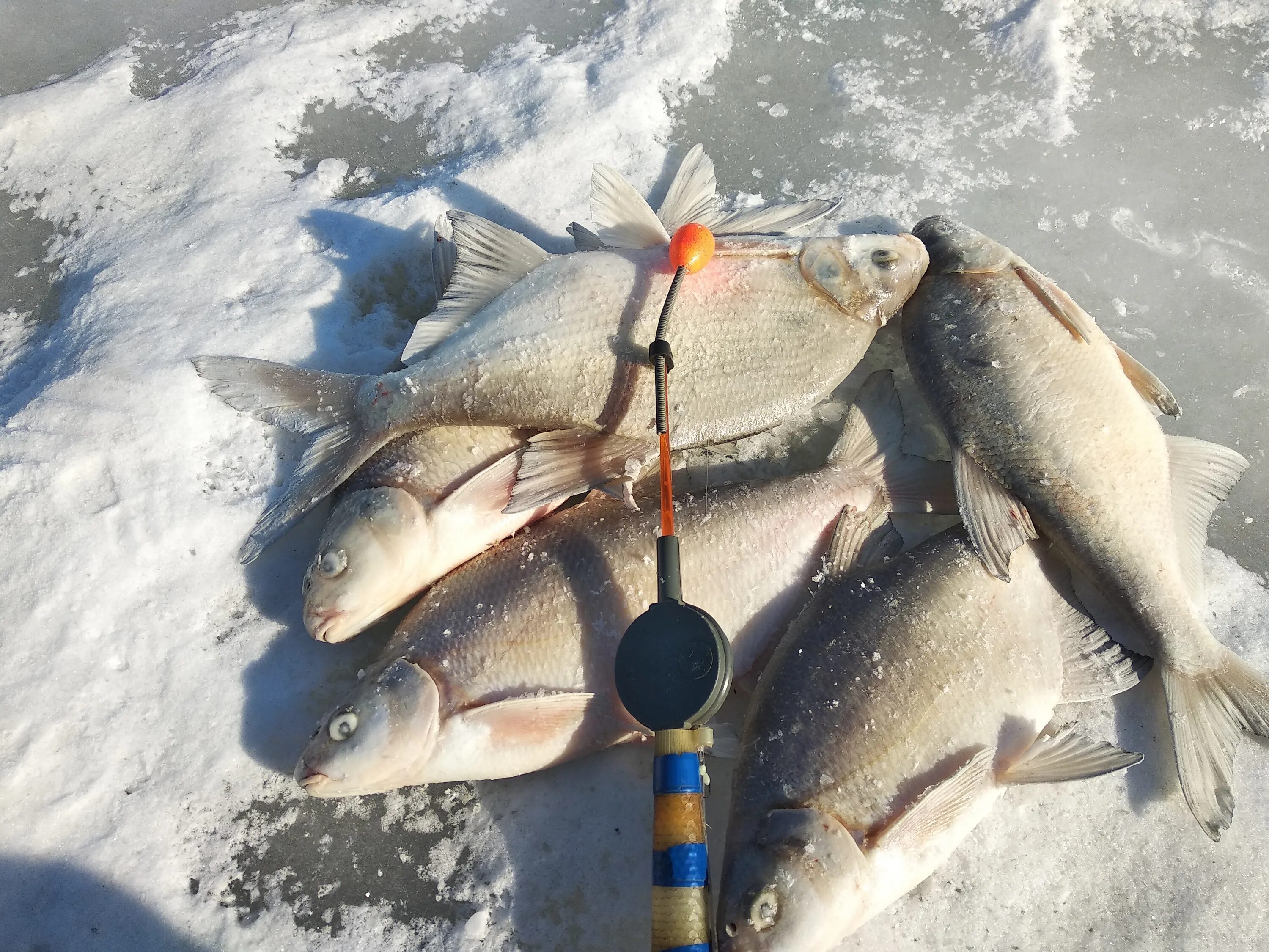 Сайт рыбаков алтайских рыбалка. Ловля на мормышку соревнования. Алтайский рыболовный клуб. Отчеты о рыбалке Алтайский. Диалоги о рыбалке в Алтайском крае.