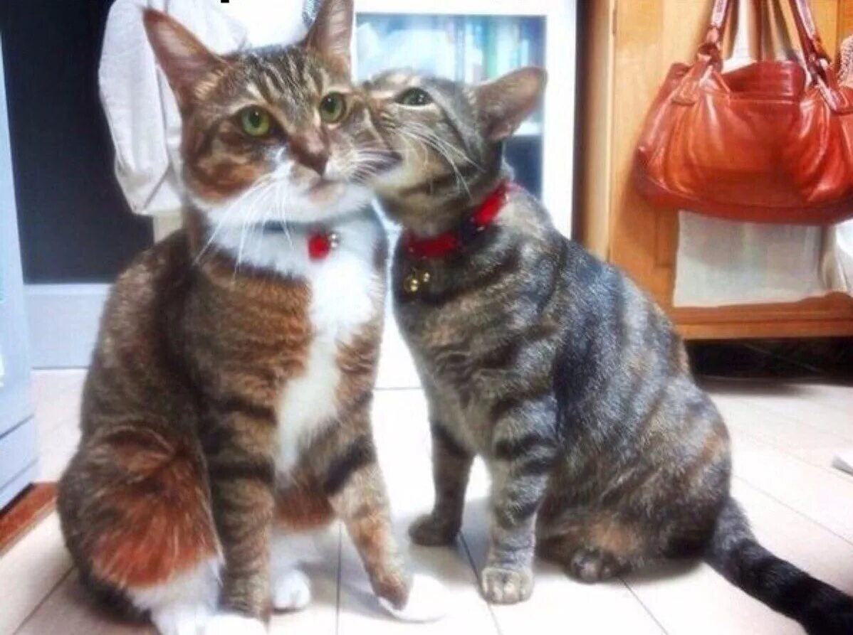 Кот грызет. Коты про отношения. я тебя укушу. люблю тебя кусь. два кота кусают друг.