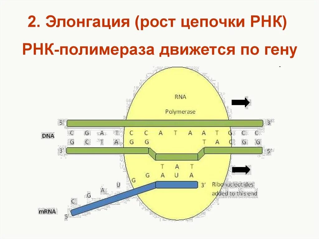 Элонгация транскрипции. Схема РНК полимеразы. Элонгация РНК полимераза. РНК полимераза движется в направлении.