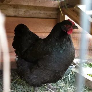 Описание породы джерсийский гигант