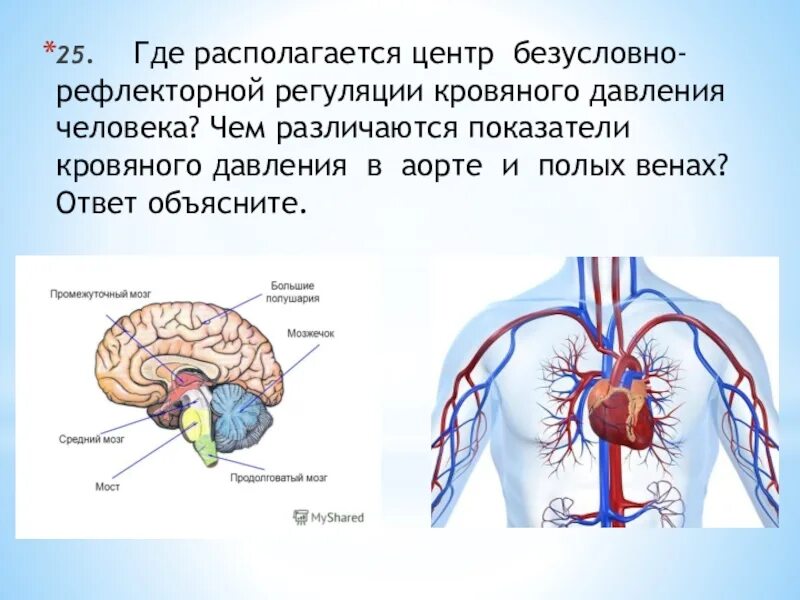 Центр безусловно рефлекторной регуляции кровяного. Центр регуляции артериального давления. Где расположены центры безусловных рефлексов. Где располагается центр рефлекторной регуляции. Центр безусловно-рефлекторной регуляции кровяного давления.