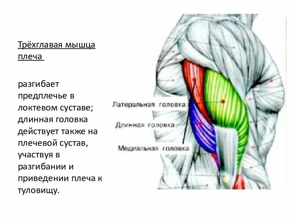 Трицепс мышца. Латеральная и медиальная головка трицепса. Медиальная головка трицепса. Длинная головка трехглавой мышцы плеча. Длинная головка трехглавой мышцы плеча анатомия.