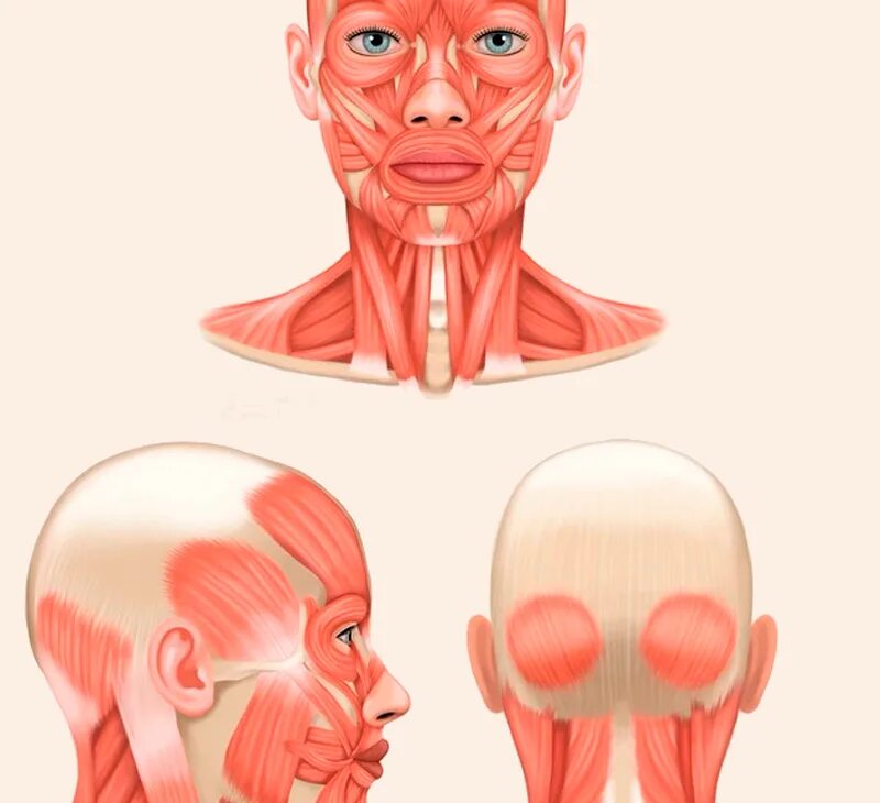 Мышцы свода головы. Мышцы лица. Зажатые мышцы головы. Мышцы лица и шеи. Мышцы головы мимические и жевательные.