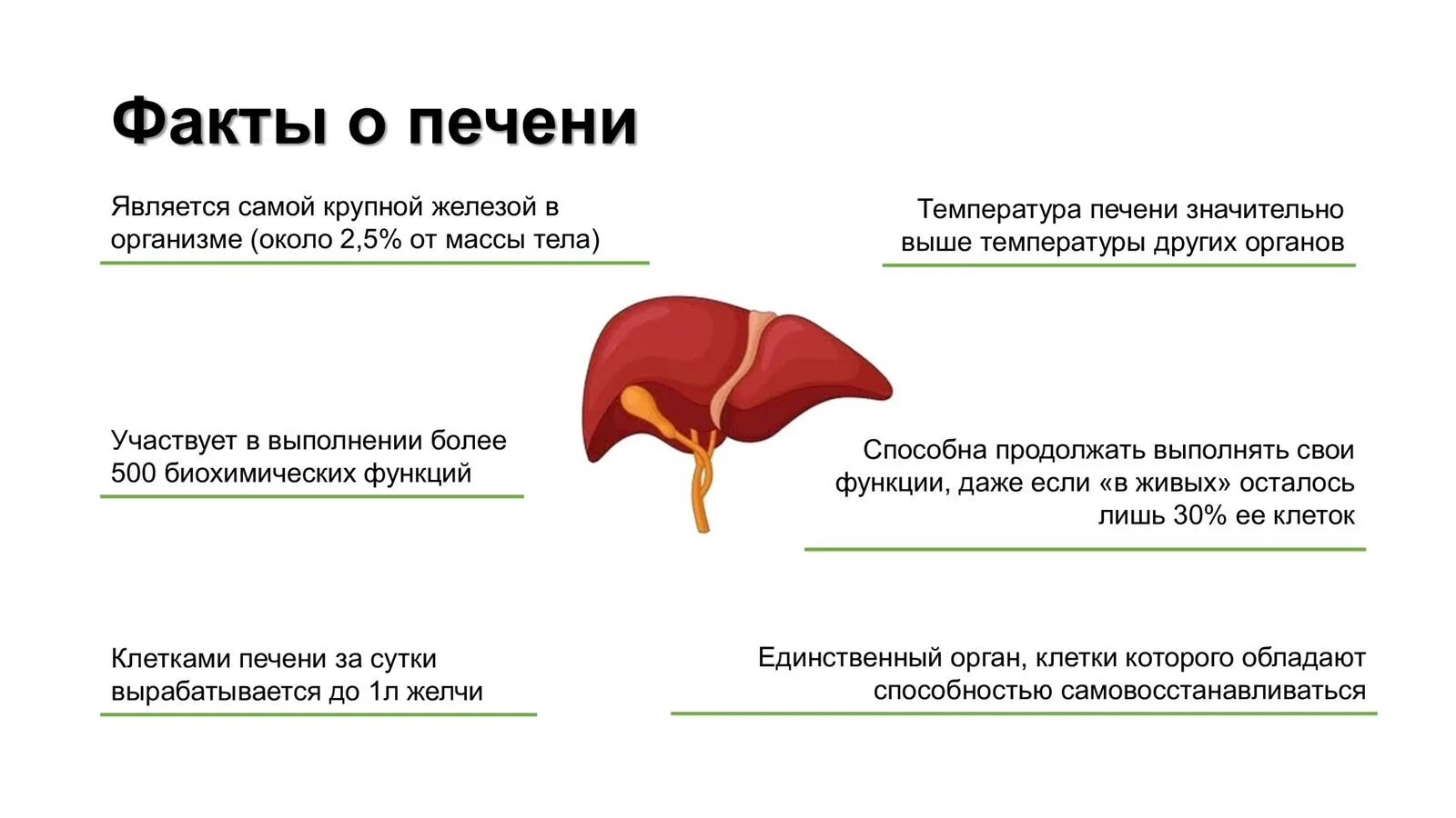 Какой здоровья печень