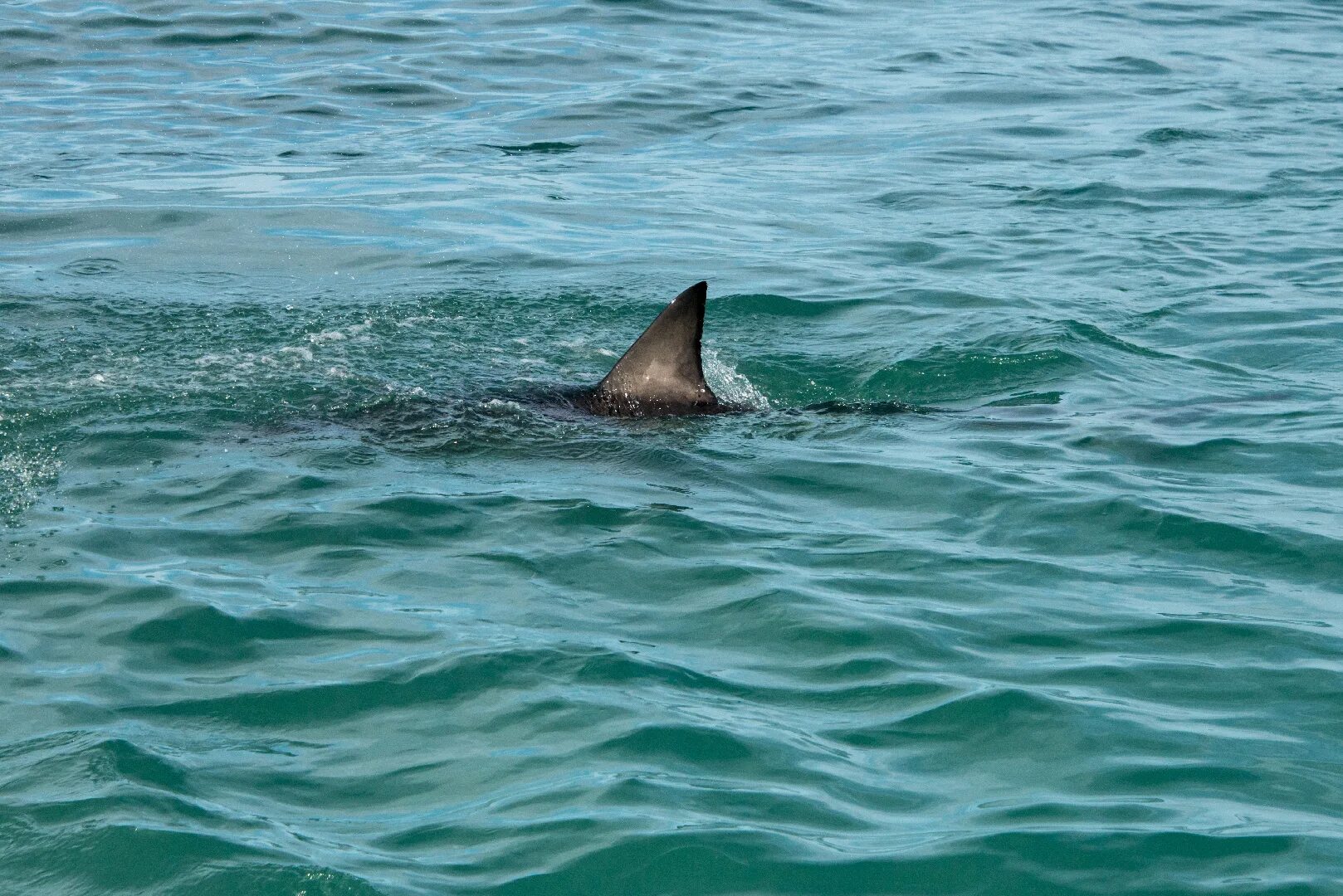 Нападение черное море. Плавник акулы. Плавник акулы в воде. Плавник акулы в море. Акула на поверхности.