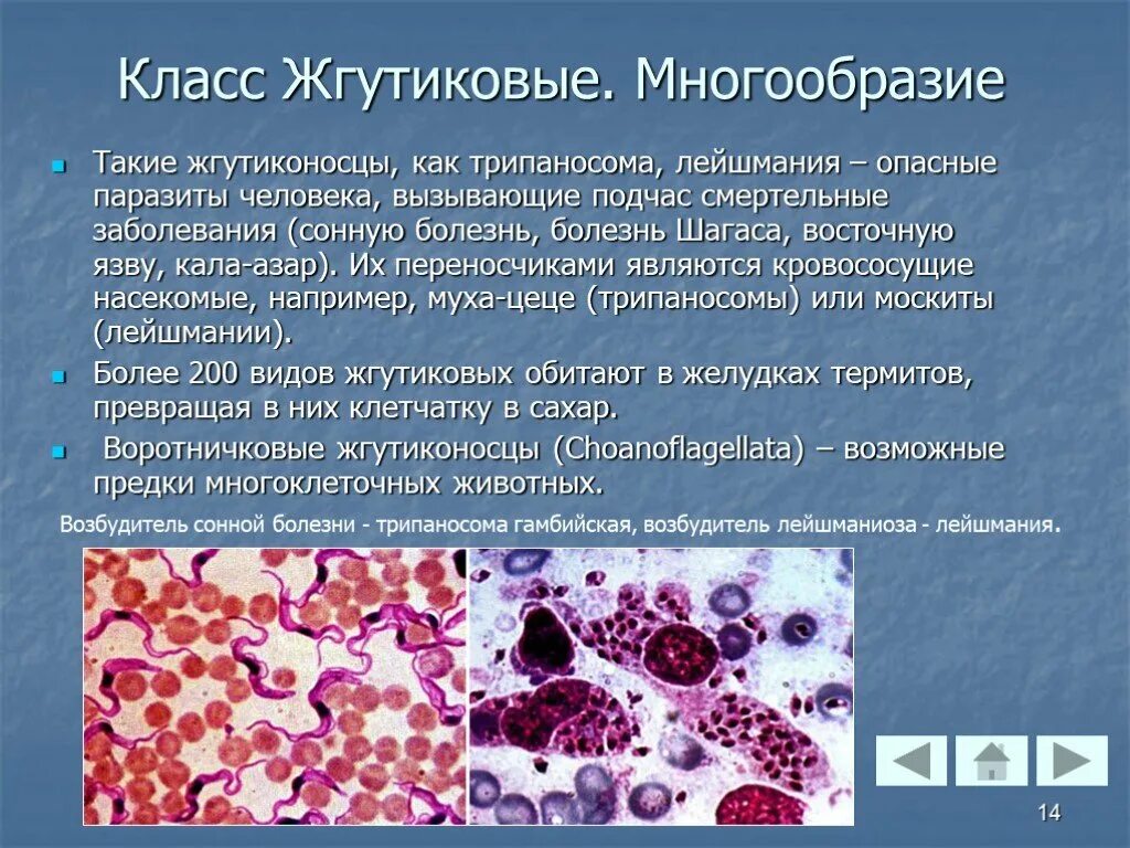 Инфекции вызванные простейшими. Заболевания вызываемые лейшманиями. Класс жгутиковые. Класс жгутиковые заболевания. Лейшмания жгутиконосцы.