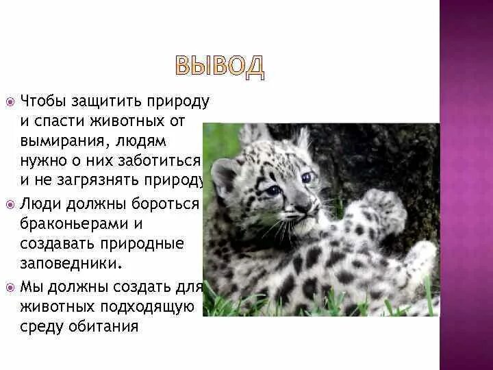 Как можно сохранить животных. Исчезающие животные. исчезающие виды. животные которым грозит исчезновение. исчезающие виды животных и растений.