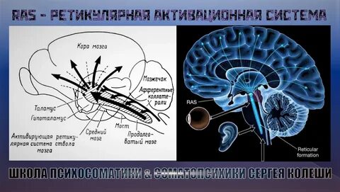 Система рас