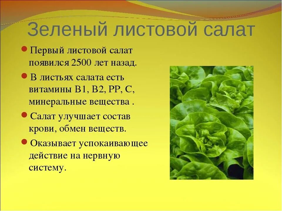 Укроп стихи. Листья салата витамины. Витамины в салате листовом. Чем полезен салат листовой. Чем полезны листья салата.