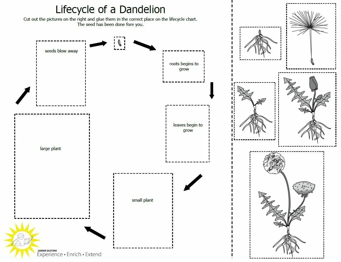 Plant Life Cycle for Kids. Plant Life Cycle Worksheets. Растения Worksheets for Kids. Части растений задания. Plant cycle