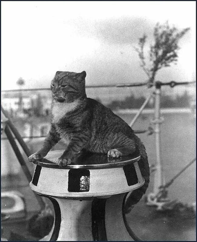 Корабельный кот. Непотопляемый Сэм. Непотопляемый Сэм Корабельный кот. Кошка на корабле. Котенок на корабле.