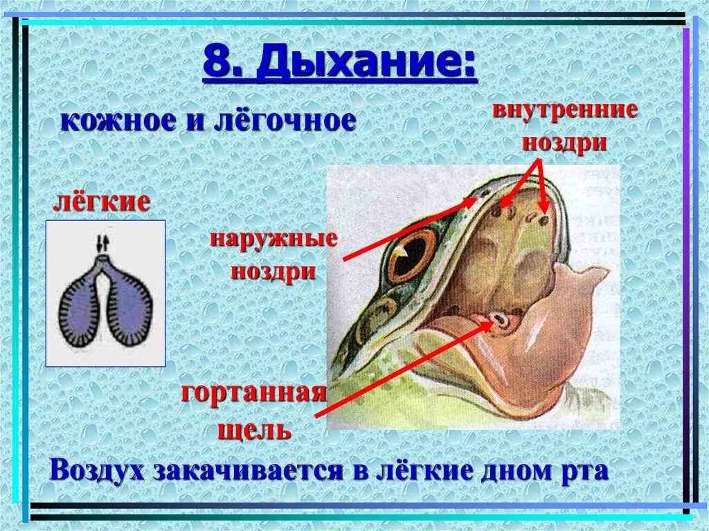 Строение дыхательной системы лягушки. Строение органов дыхания земноводных. Строение дыхательной системы земноводных. Внутреннее строение лягушки дыхательная система. Функции дыхания у взрослых земноводных