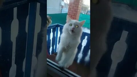 Кот просится в дом