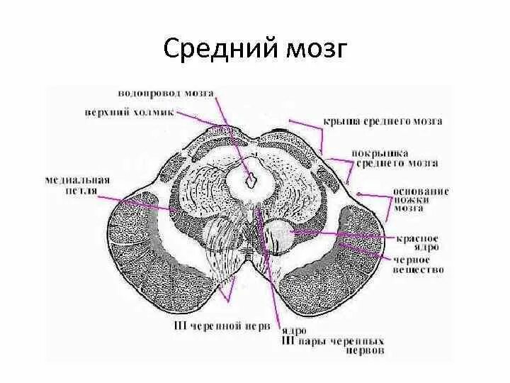 Полостью среднего мозга является. Функции красного ядра среднего мозга физиология. функции среднего мозга физиология. ядра четверохолмия среднего мозга. нижние холмики среднего мозга.
