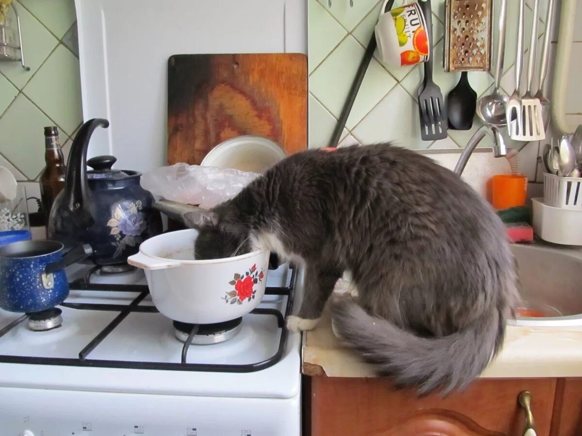 Cats kitchen. Кот на кухне. Котенок на кухне. Кухонный кот. Кот готовит.