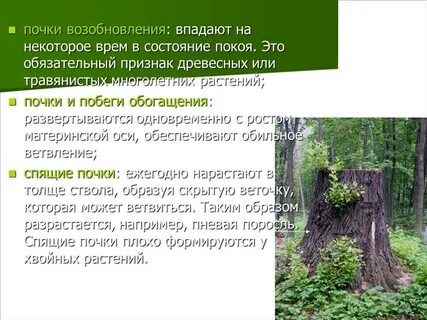 Характеристика покоя