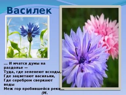 Василек стих