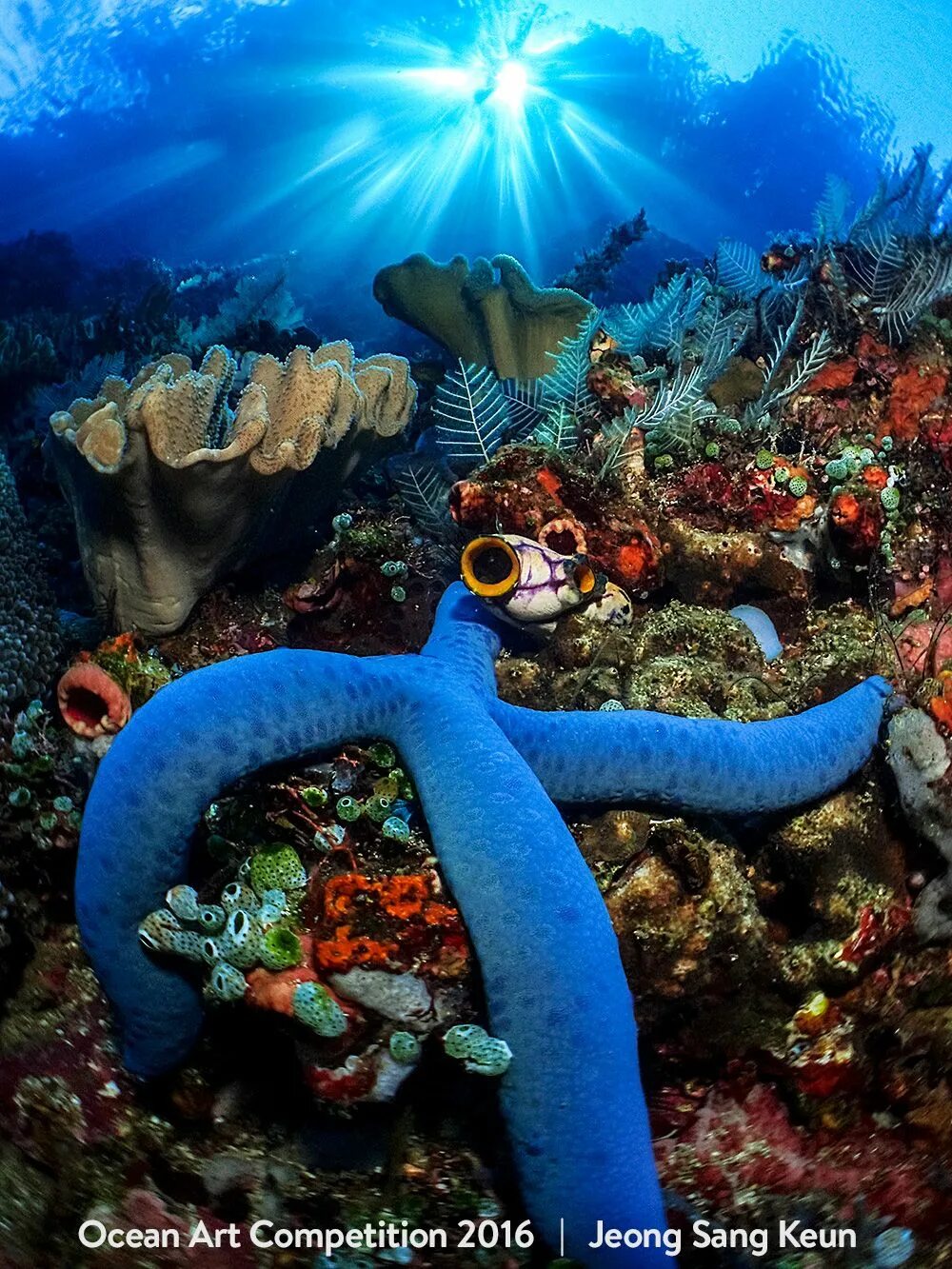 Лагуна трук в тихом океане. Актиния красное море. Подводный мир. Морской мир. Ночной подводный мир.