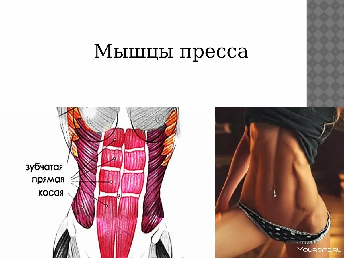 Косые мышцы живота. Боковые мышцы живота. Косые мышцы пресса