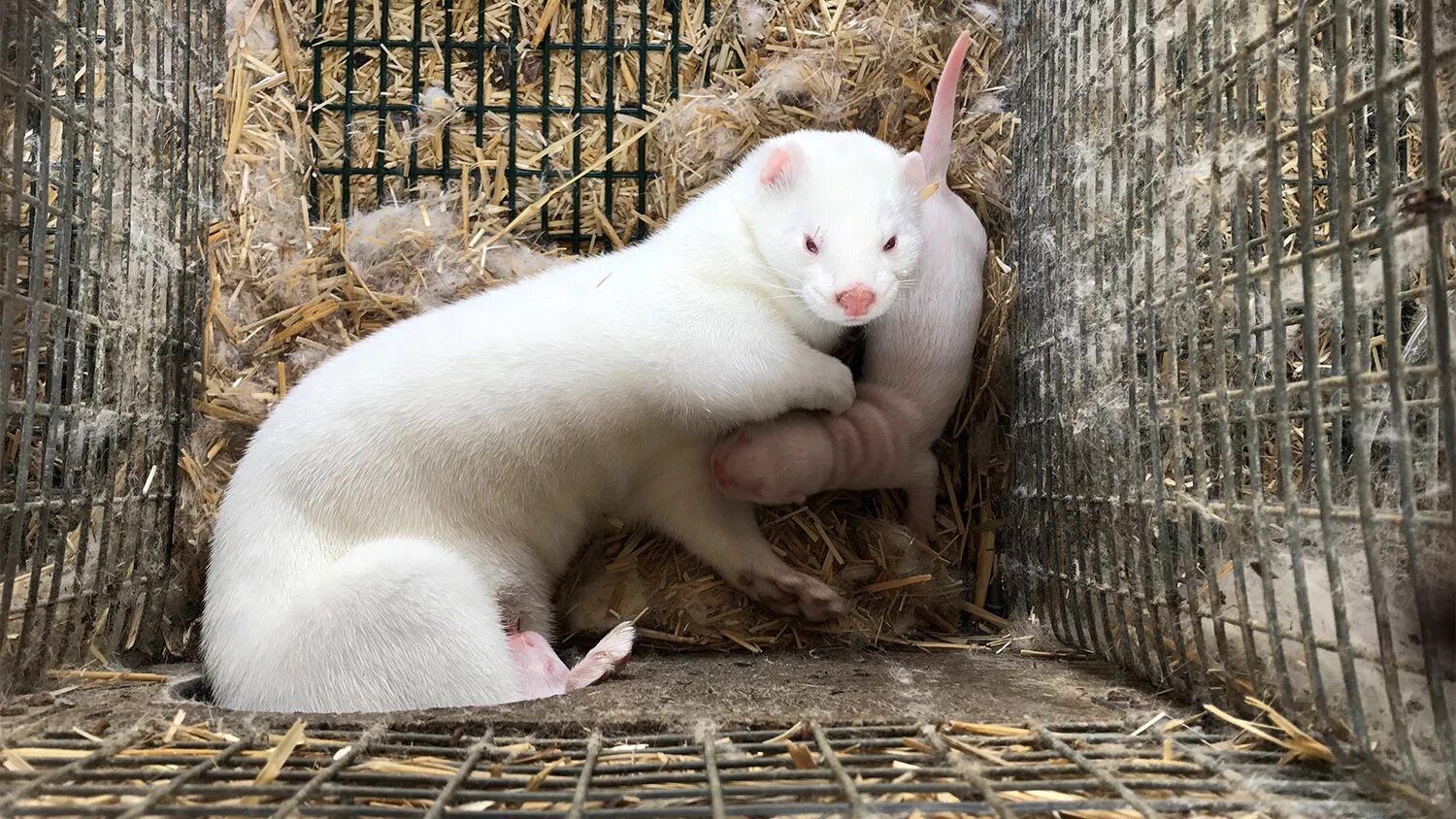 Разведение пушных зверей. Клетка для норки. Пушное звероводство в россии. Соболь пушное звероводство. Клеточное пушное звероводство в россии.