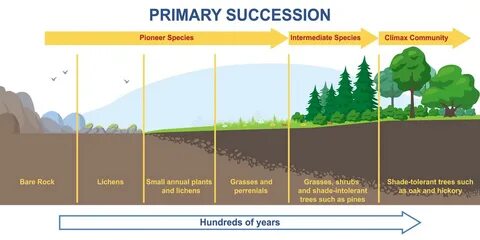 Primary succession and ecological growth process concept. 