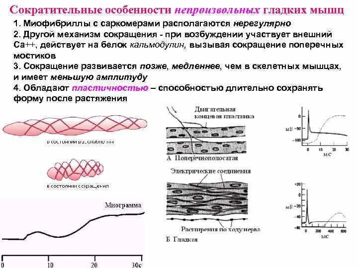 Сократительная способность сохранена. Механизм сокращения гладкой мышцы физиология. Механизм сокращения гладких мышц. Характеристика сократительной активности гладких мышц. Сокращение гладких мышц физиология.