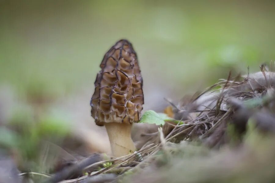 Сморчок вонючий 7 букв. Сморчки грибы. Сморчок конический. Morchella PURPURASCENS. Сморчок Степной.