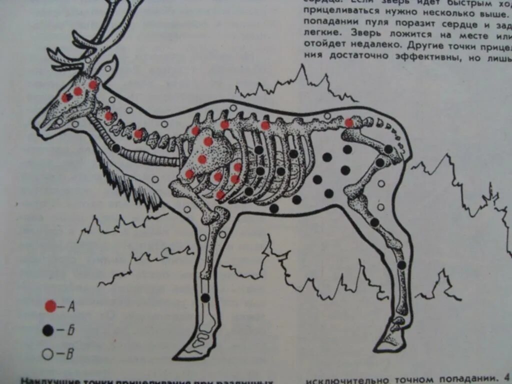 Стреляют лося. Убойные места лося и кабана. Сохатый убойные места. Убойные места лося кабана медведя. Куда стрелять по лосю схема.