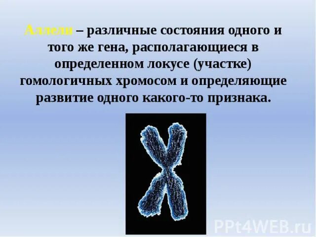 Различные состояния одного Гена это. Локусы хромосом. Аллельные гены находятся в различном состоянии это. Локус Гена и хромосома. Гены в хромосоме образуют группу