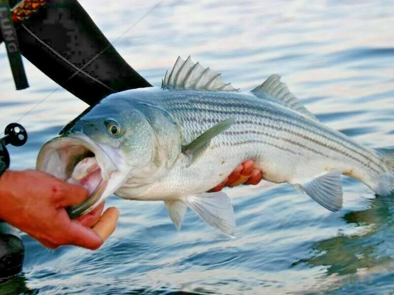 Лаврак 5 букв. Лаврак рыба. полосатый лаврак. басс рыба. sea bass рыба.