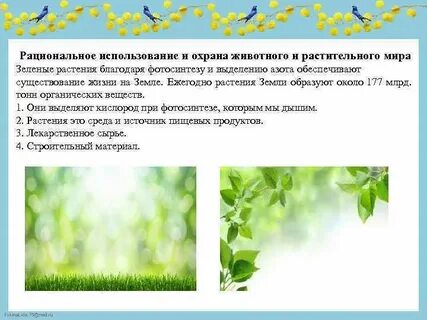 Охрана растений охрана жизни растений