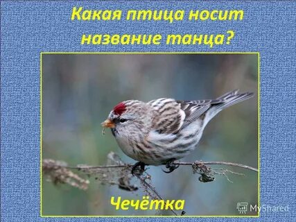 Какая птица носит название