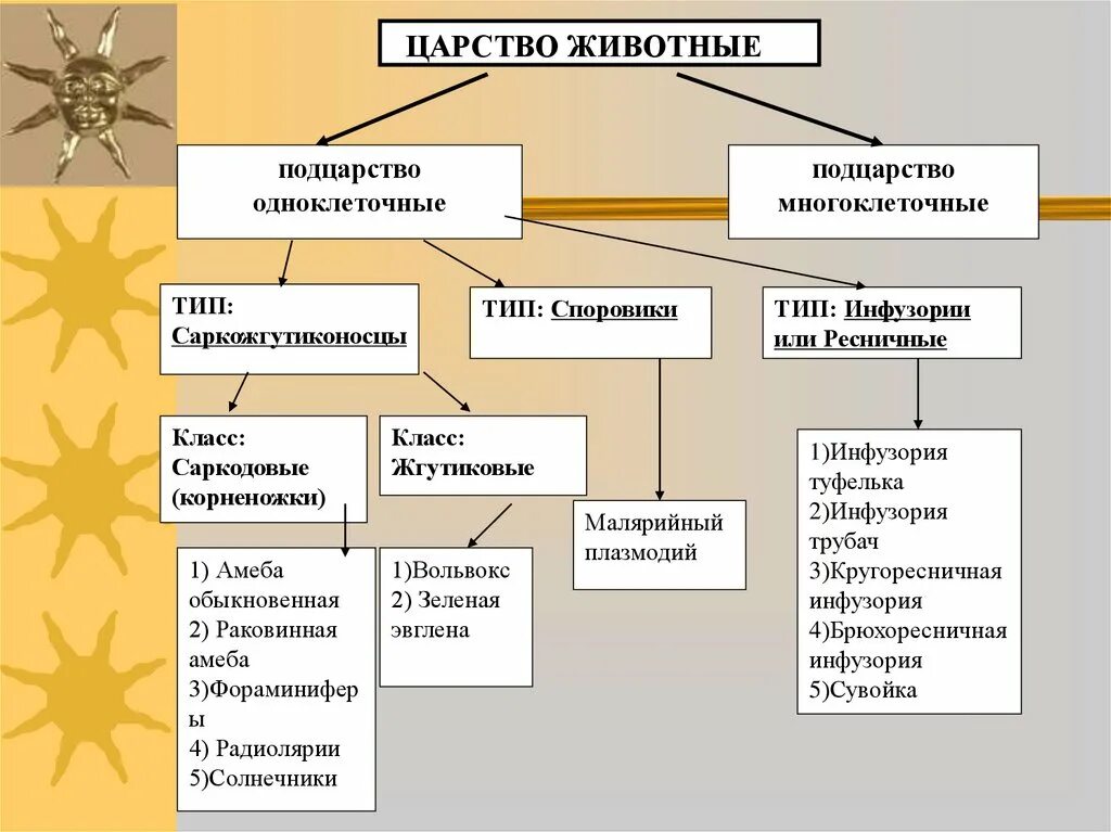 Признаки одноклеточных и многоклеточных животных