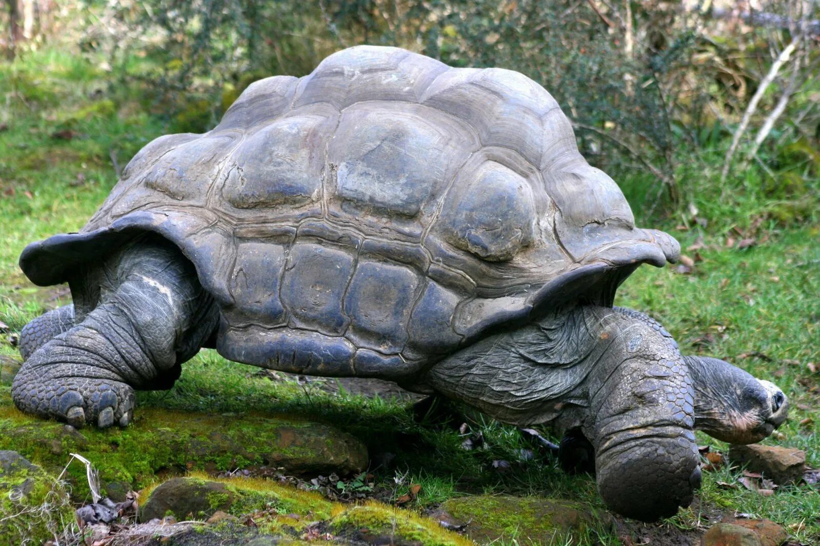 Большая галапагосская черепаха. Галапагосская слоновая черепаха. Слоновые черепахи Галапагосы. Черепаха гигантский Галапагос. Сухопутная черепаха Галапагосы.