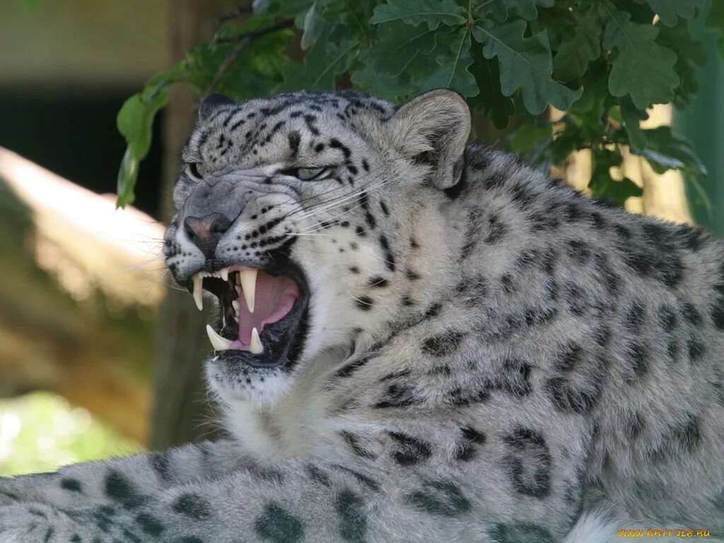 Снежный барс леопард snow leopard ирбис. Лапа ирбиса. Снежный барс браконьеры. Снежный барс wwf. Ирбисы новости сегодня.