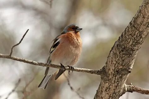 Птицы сибири фото